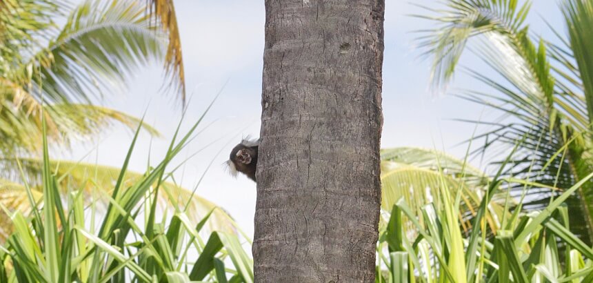 Kleiner Affe im Garten vom Bahia Surfcamp