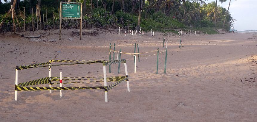 Meersesschildkröten am Strand von Busca Vidas in Brasilien