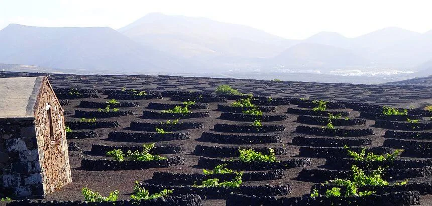 Weinanbau