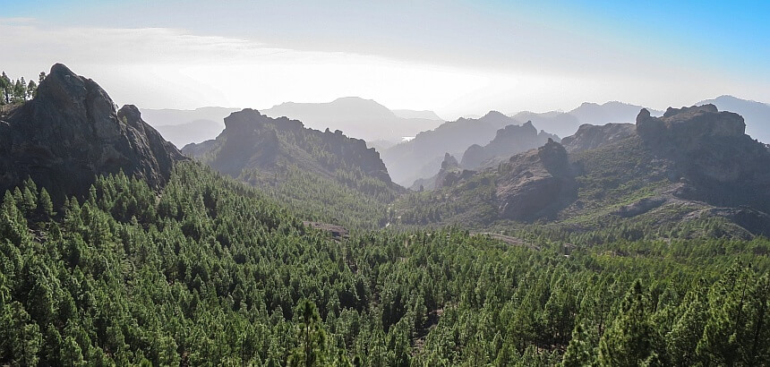 Gran Canaria Wald