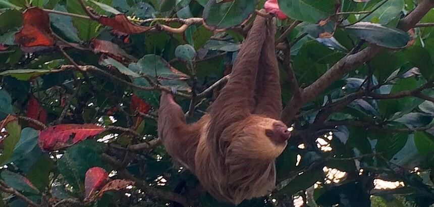 Faultier in Costa Rica