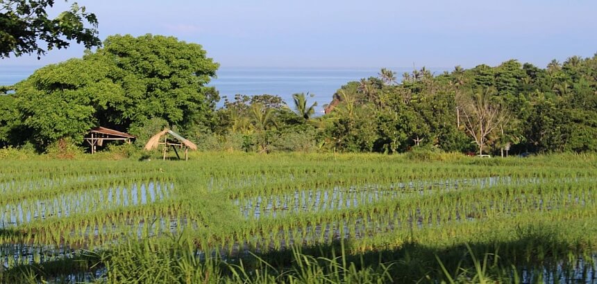 Bali_Reisfeld bei Canggu