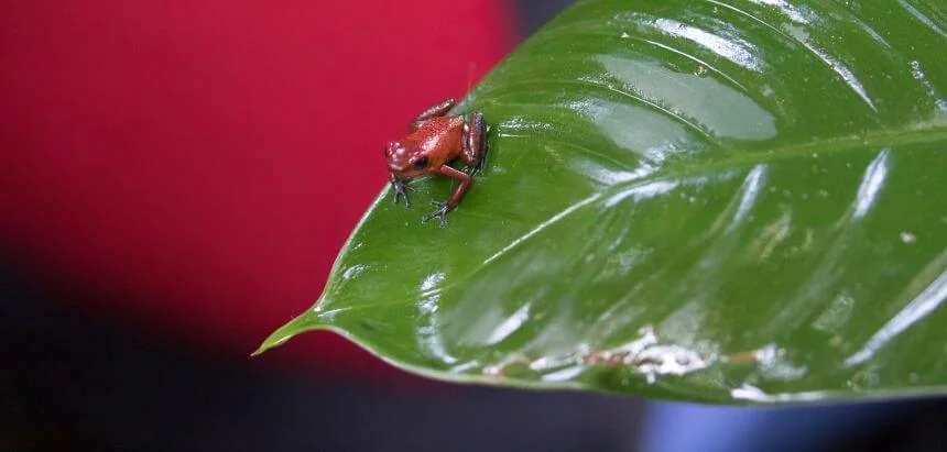 Erdbeerfrosch in Panama