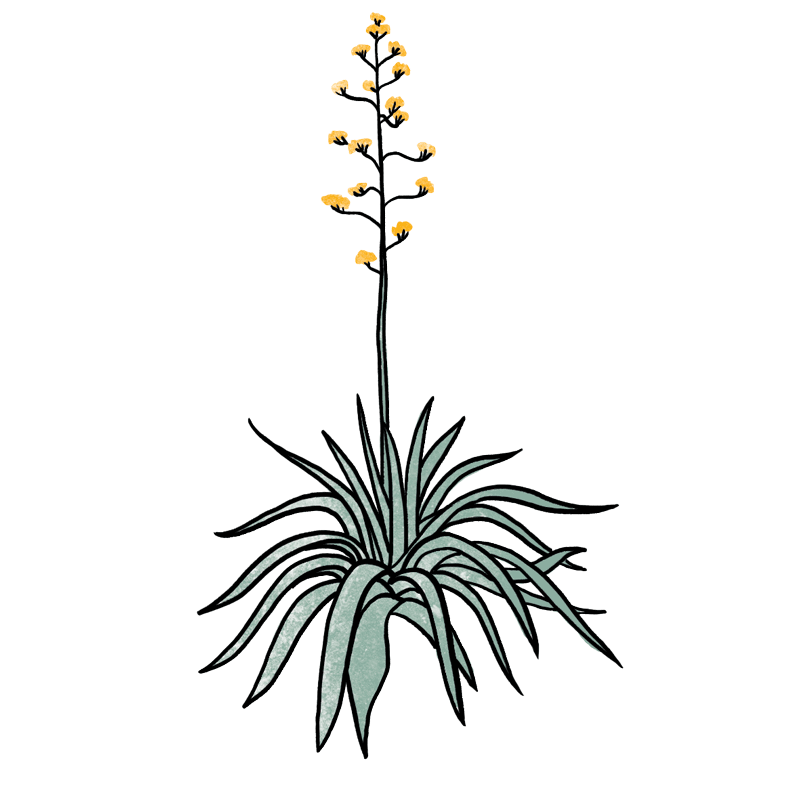 Agave