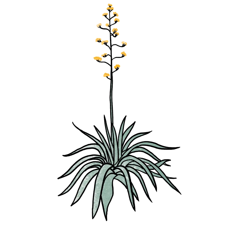 Agave Agave
