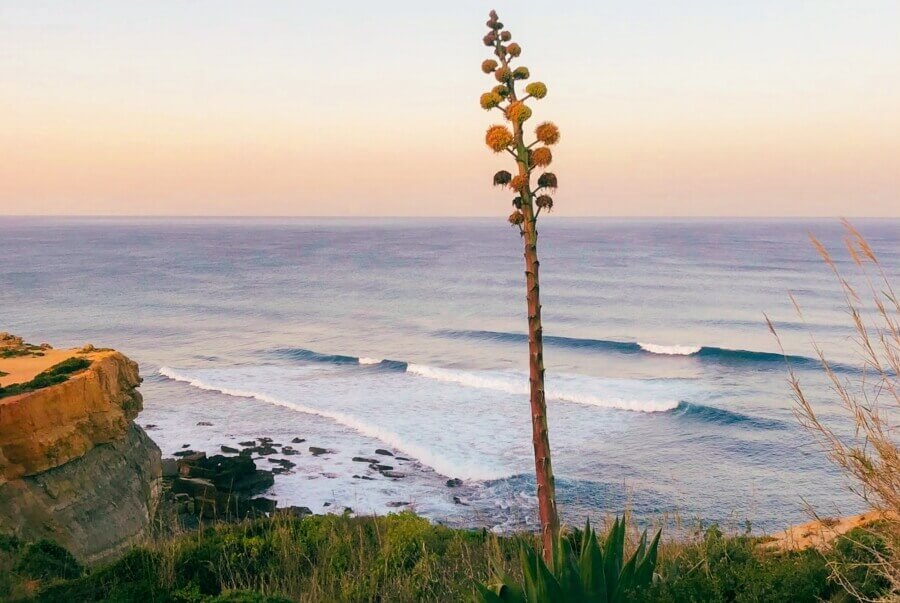 Typisch Portugal - Ausblick auf die Wellen vom Reefbreak São Lourenço in Ericeira