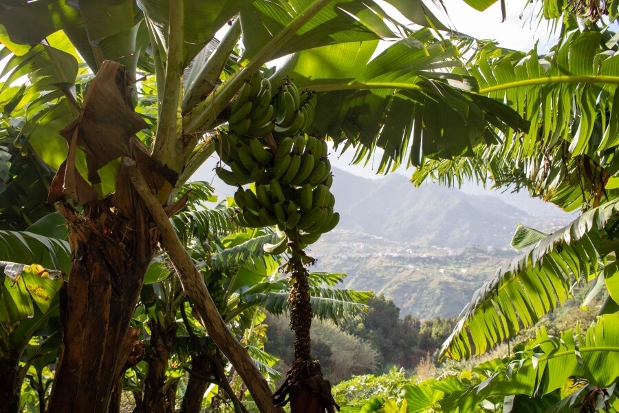 Wunderschöne grüne Bananenplantage mit Blick auf die Berge von Madeira