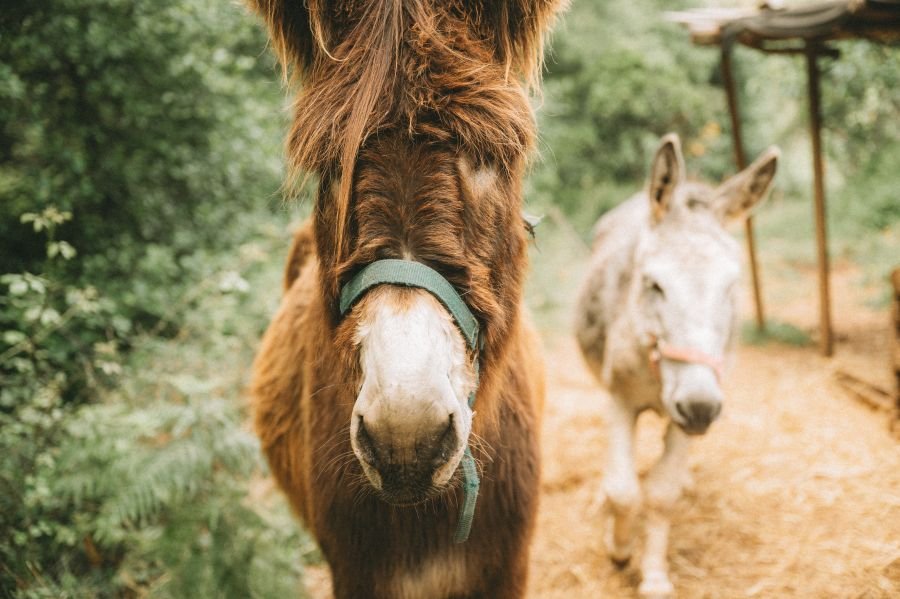 Die beiden Esel sind fester Bestandteil im Habitat Algarve